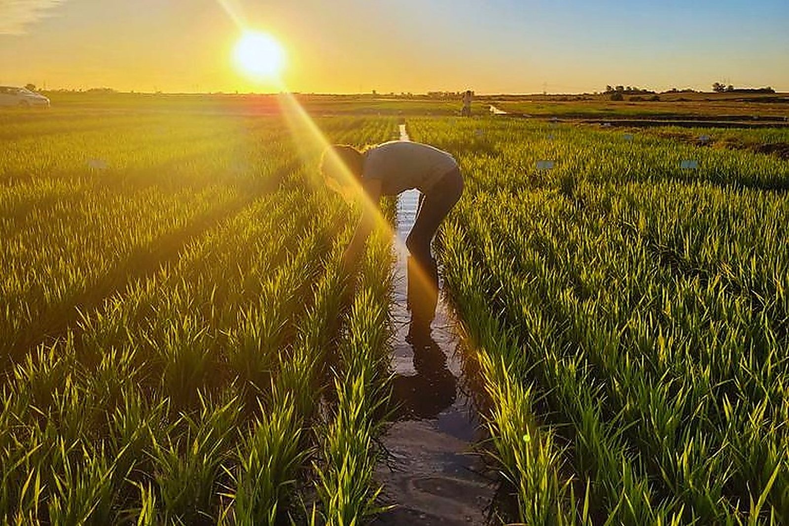 Investigador en lote de ensayo agronómico