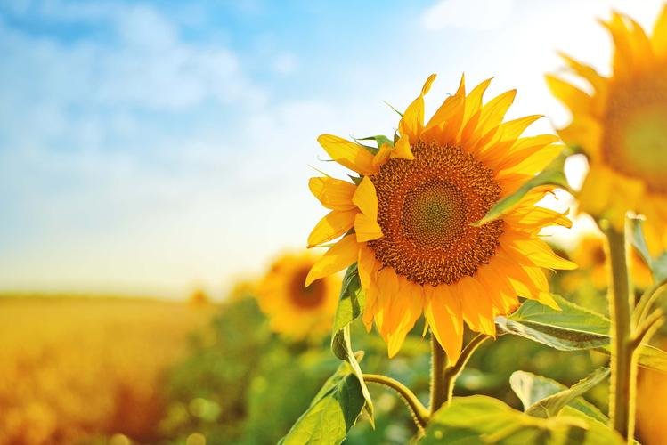 Girasol en floración